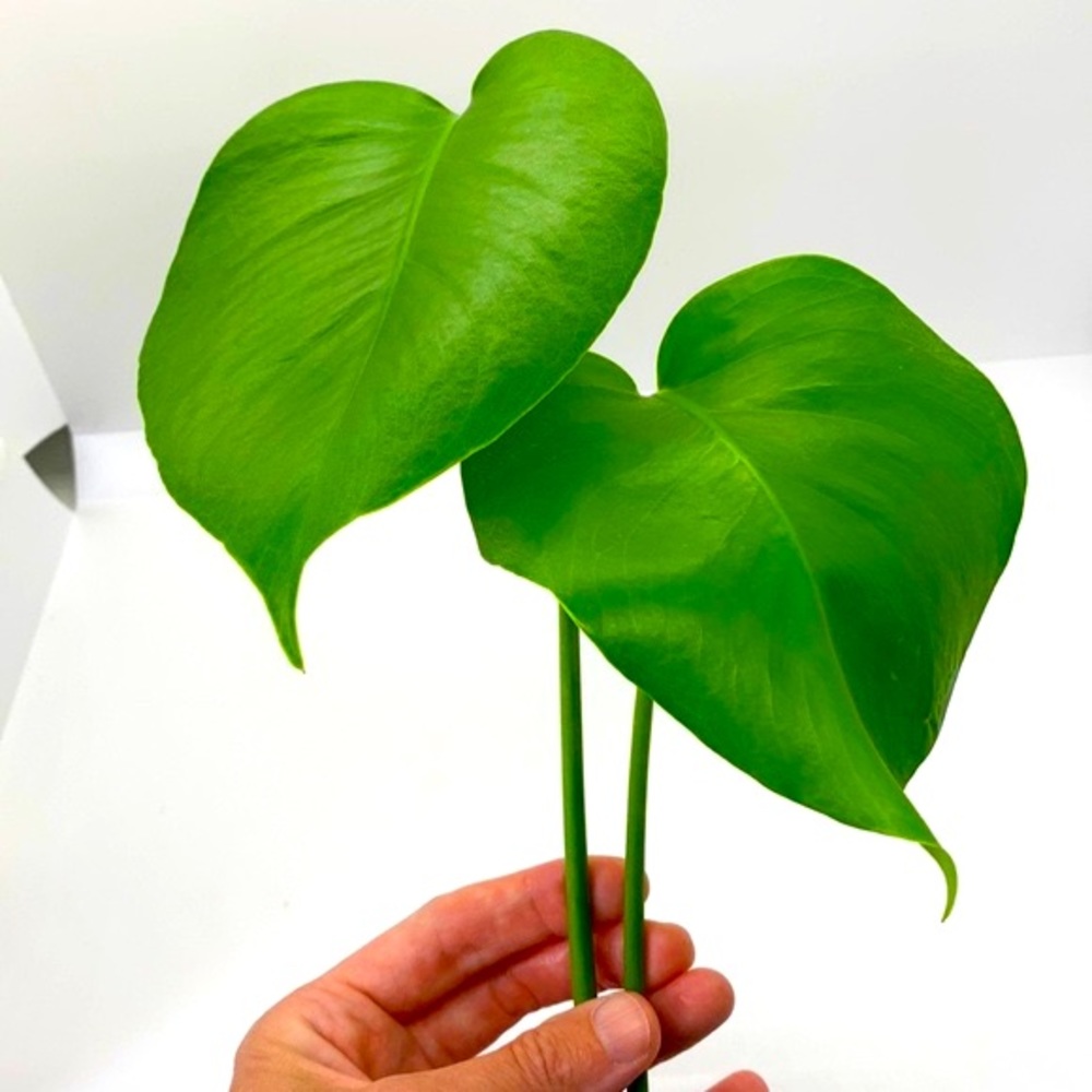 Monstera - Small